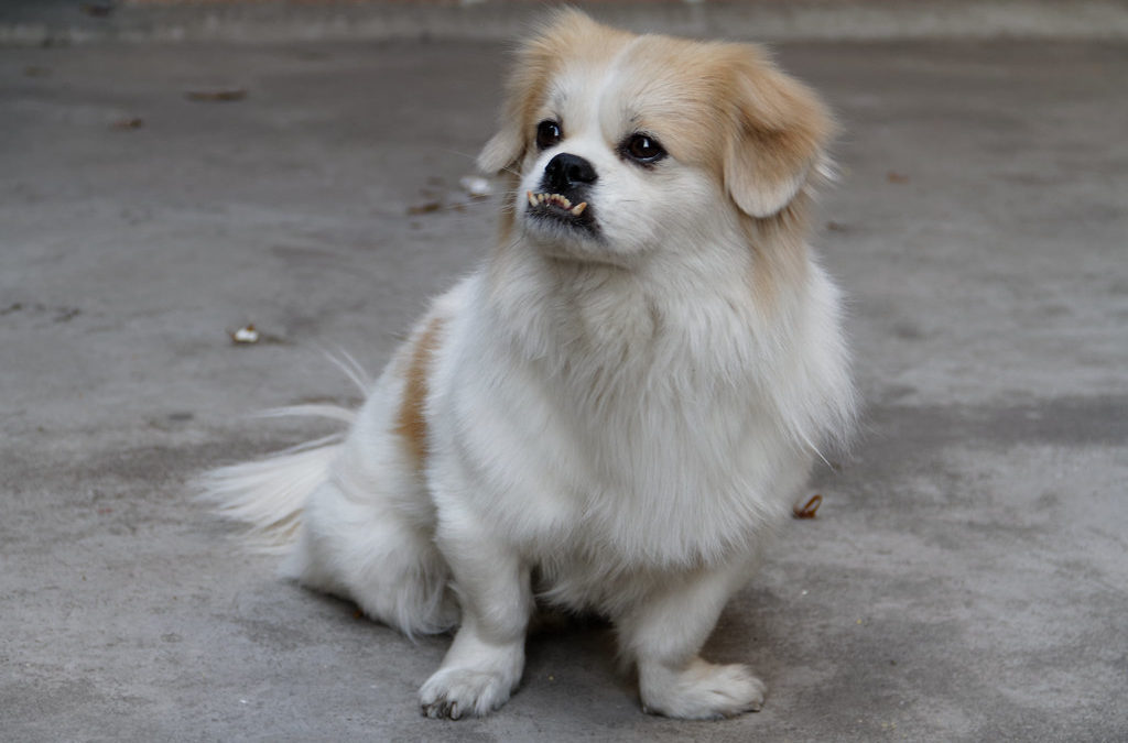 A white and brown dog sitting on the ground.