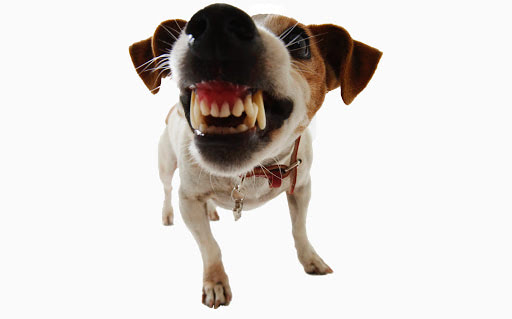 A dog with its mouth open looking at the camera.