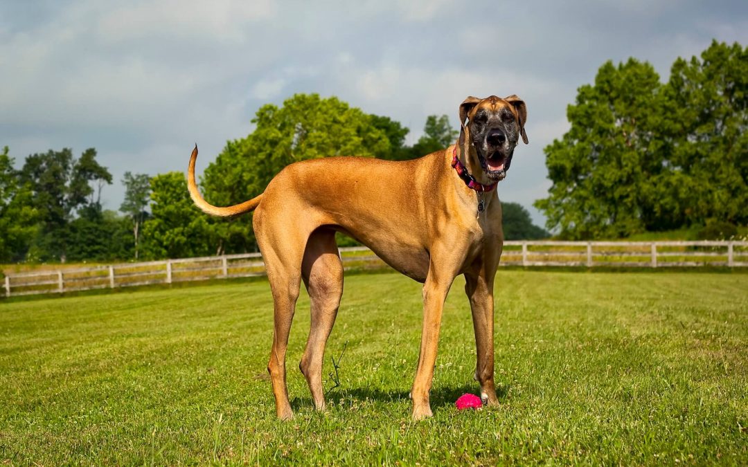 Great Dane Bites