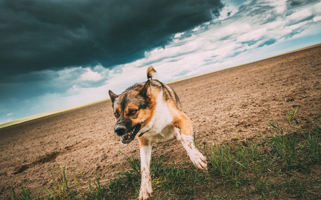 A Comprehensive Overview of Nevada Dog Bite Laws