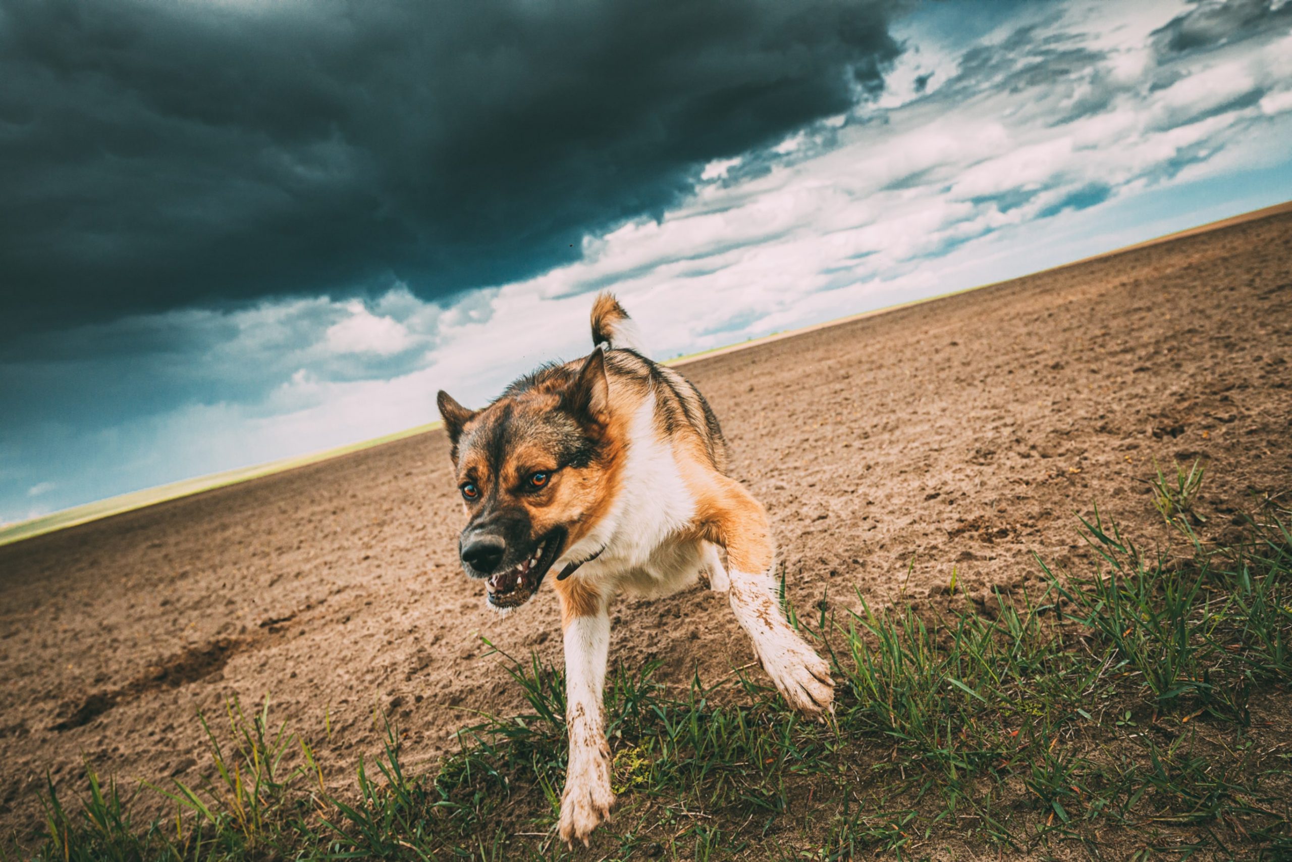 A Comprehensive Overview of Nevada Dog Bite Laws Dog Bite King Law Group