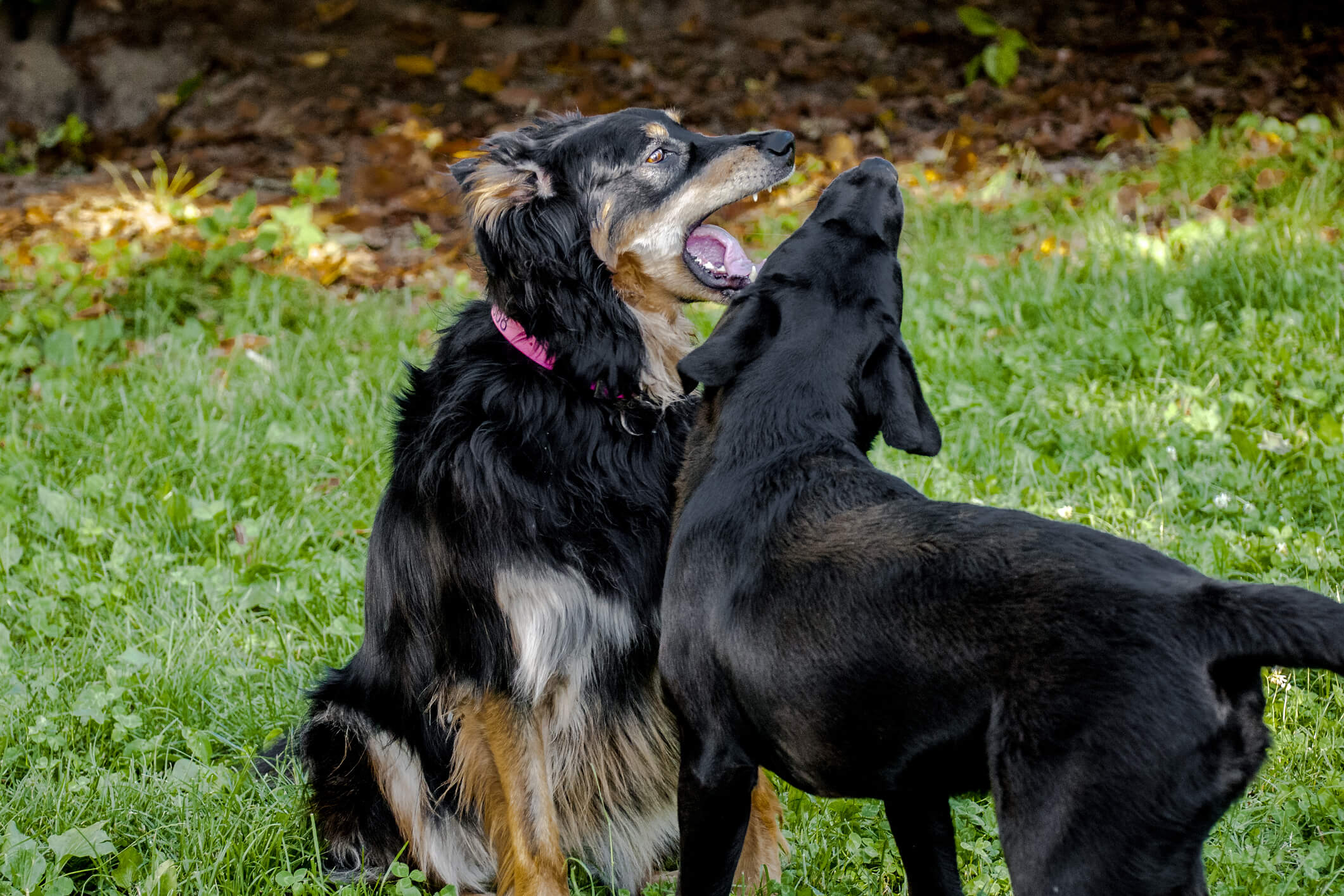 What to do if my dog was bitten by another dog Dog Bite King Las Vegas