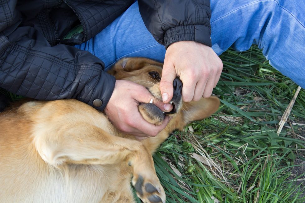 What happens if dog bite is not treated? Dog Bite King Law Group