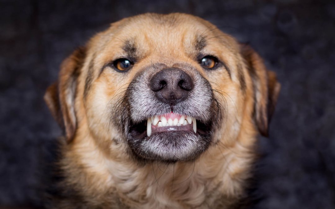 How Much Can I Expect Out Of A Dog Bite Lawsuit