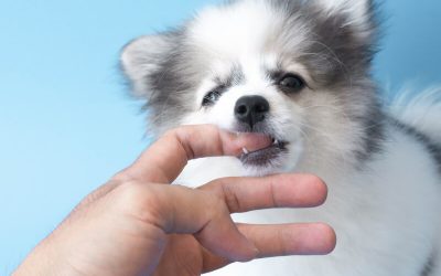 What Damages Are Recoverable From A Dog Bite Injury