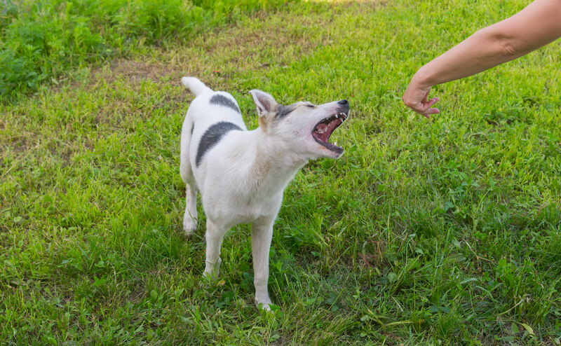 What Should I Do If A Dog Bites Me What Should I Do If A Dog Bites Me