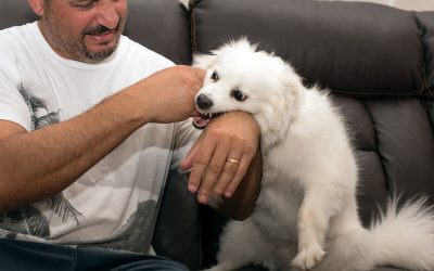 Common Misconceptions About Dog Bite Injuries