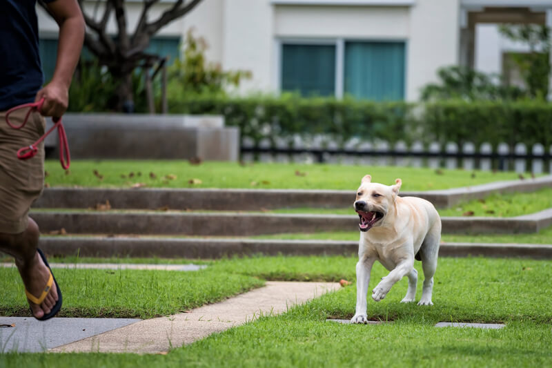 Run Away if a Dog Approaches You Aggressively