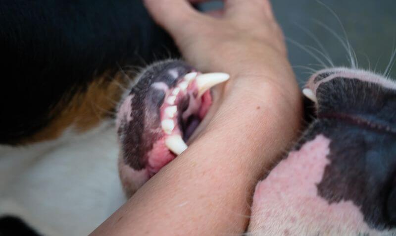 What Types of Injuries Can Dog Bites Cause