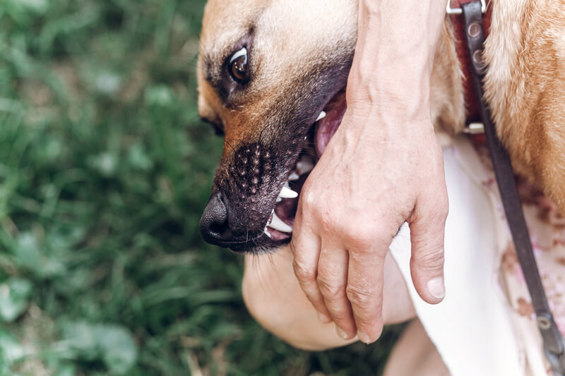 Dog Bite Attorney Las Vegas Dog Bite Attorney Las Vegas