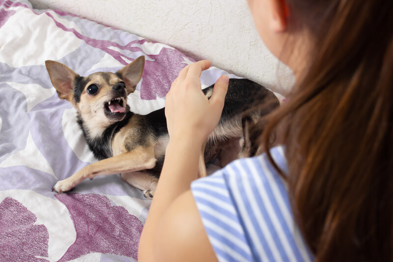 Dog Bite in Las Vegas