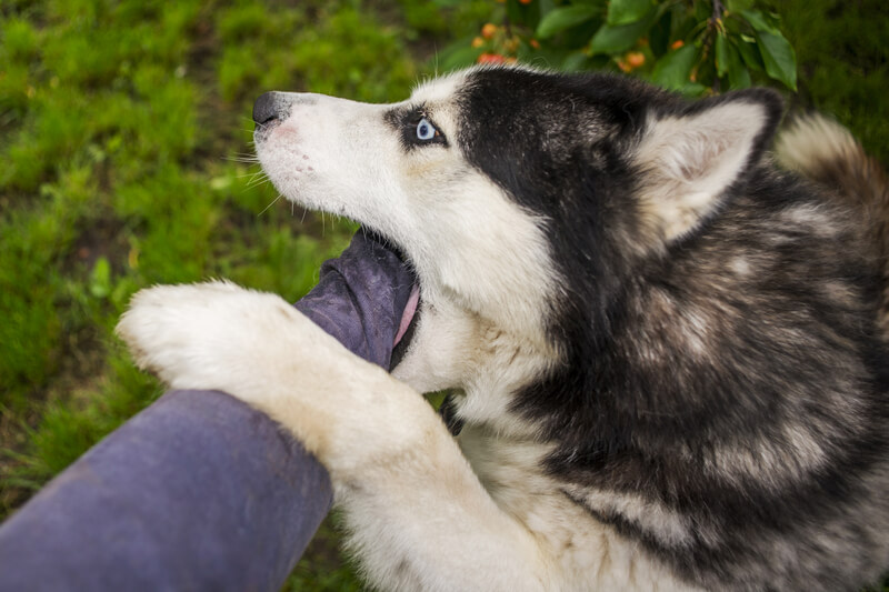 What Happens if You Don't Report a Dog Bite