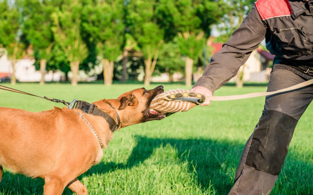 How To Defend Yourself from Dog Attacks