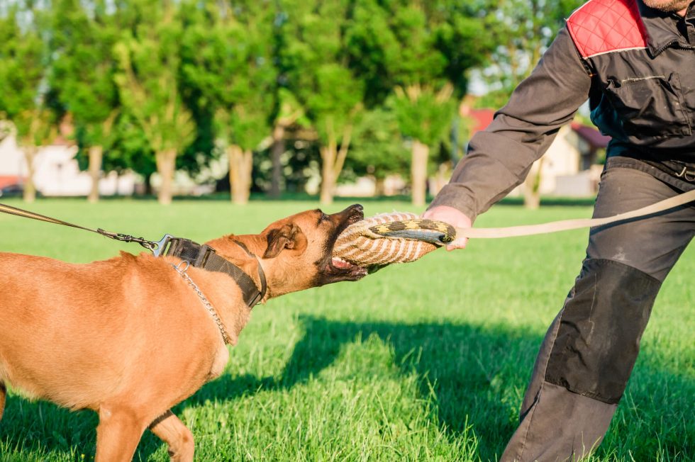 How To Defend Yourself from Dog Attacks Dog Bite King Las Vegas