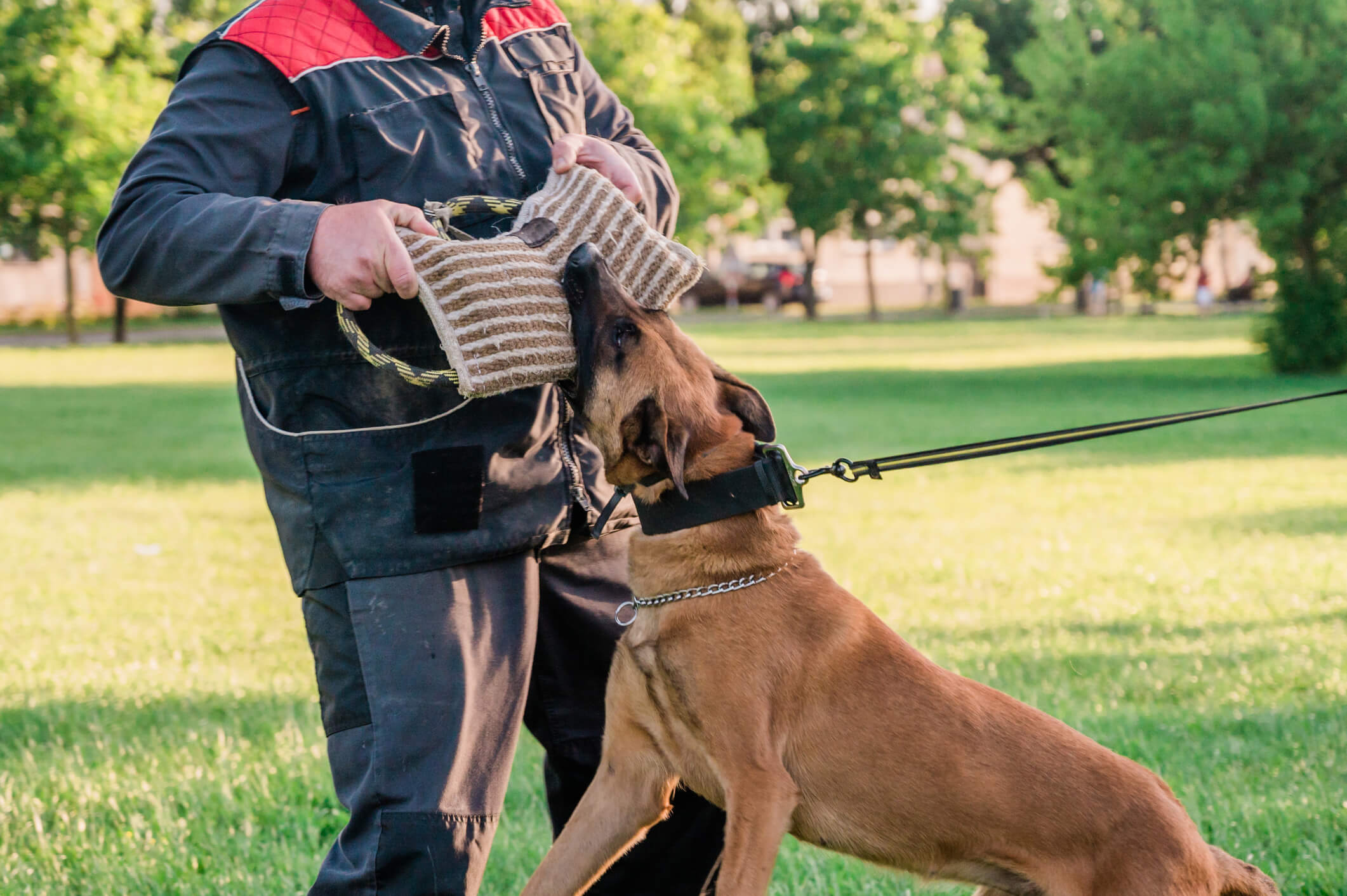 How To Defend Yourself from Dog Attacks In Las Vegas, NV