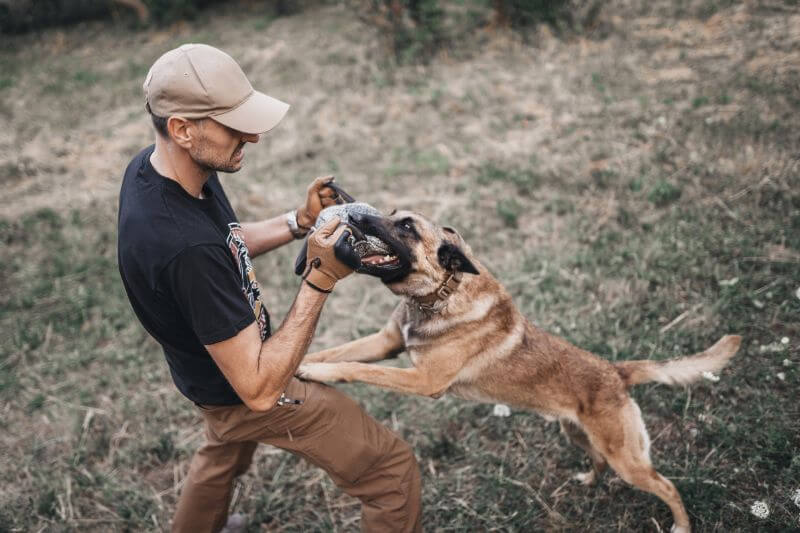 What Happens If A Dog Bites Someone On Your Property