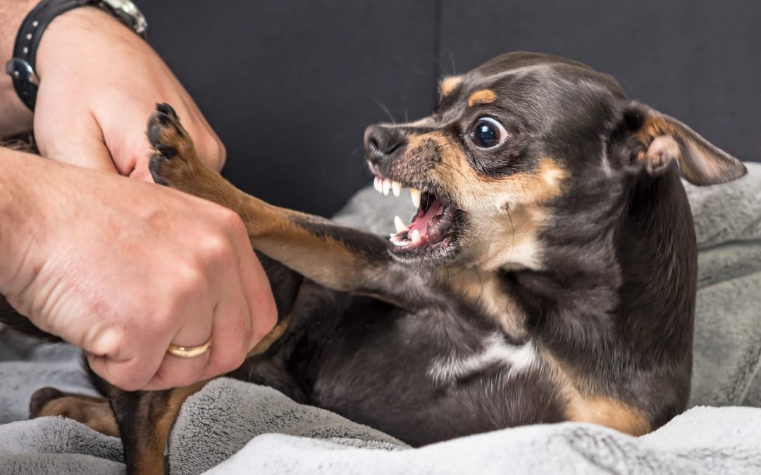 How Do I Know if a Dog Bite Is Serious