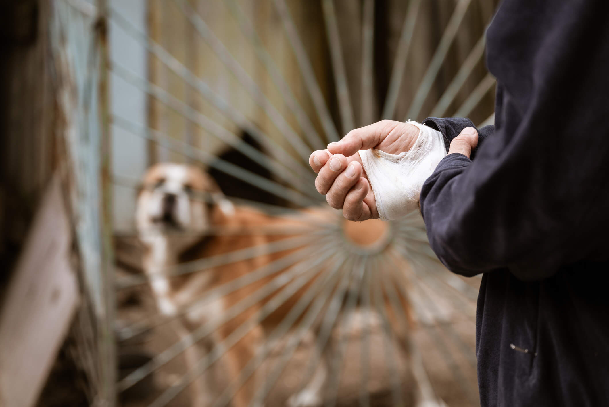 Six Level of Dog Bites In Las Vegas